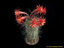 Matucana madisoniorum 1202